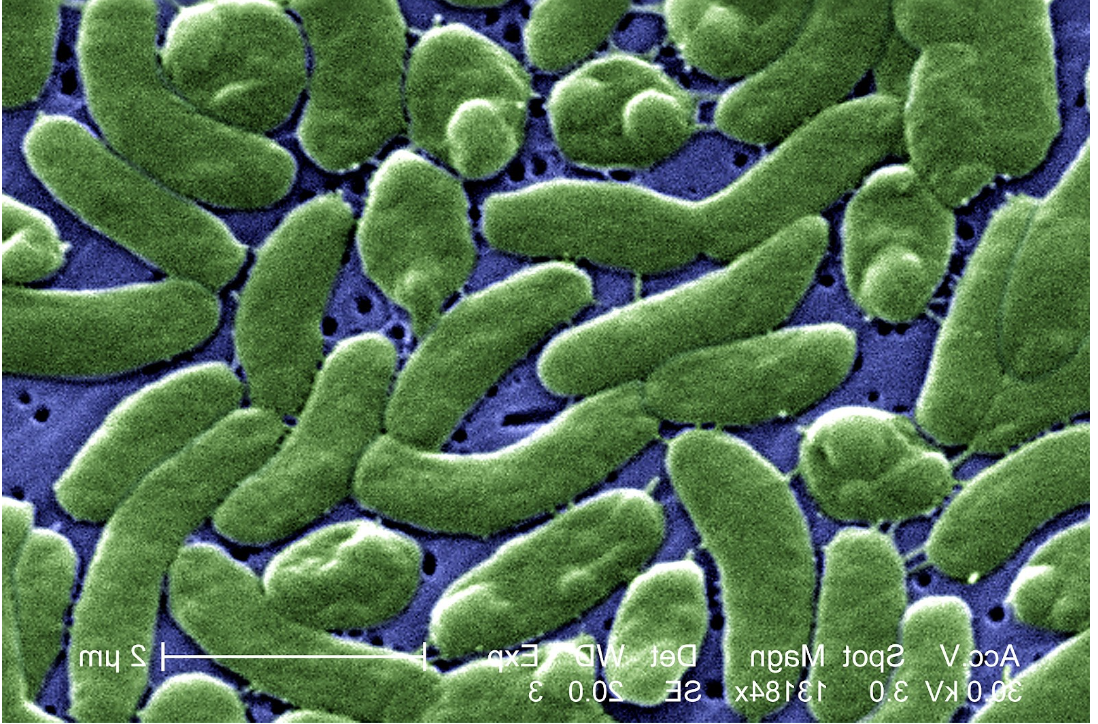 Beware of this Bacteria!
